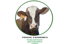 fongal-cajamarca